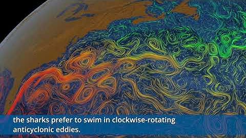 Mesoscale Eddies Influence Movements of White Sharks