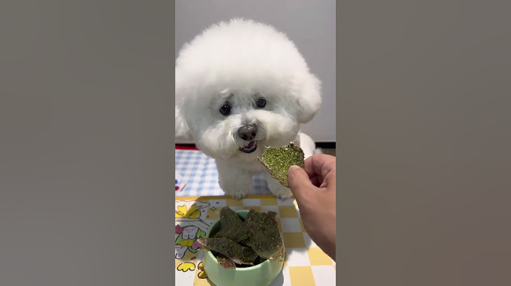 好吃的黄瓜鸭肉干，爱上火的毛孩子可以给它安排上，荤素搭配营养加倍比熊 小馋狗 狗狗零食 当你有只嘴馋小狗 新手养狗
