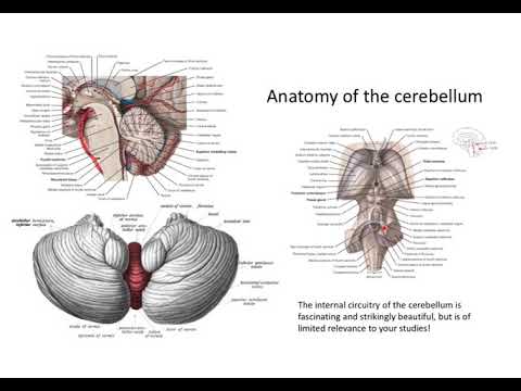 Movement disorders