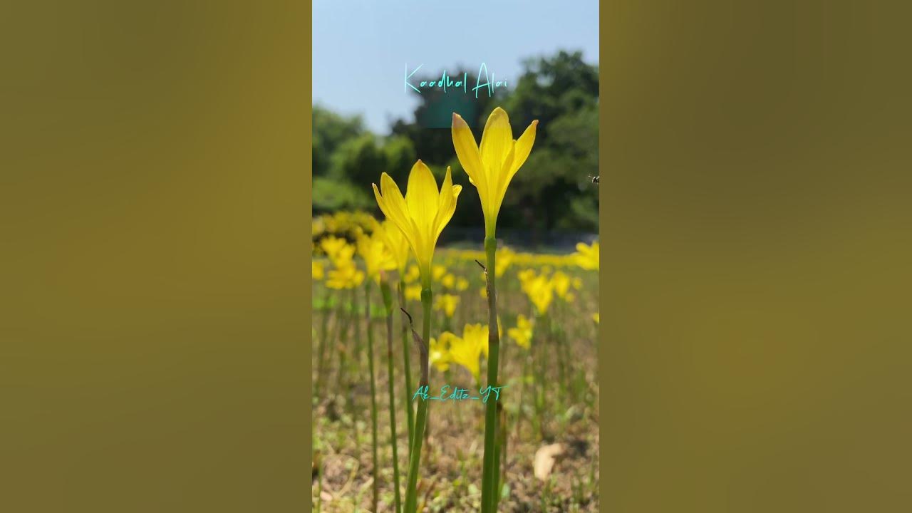 Akila Akila Song💞Harris Jayaraj💞Udhayanithi💞Aalap Raju💞Chinmayi💞Sharmila💞Natural@Ak_Editz_YT Akila Akila Song💞Harris Jayaraj💞Udhayanithi💞Aalap Raju💞Chinmayi💞Sharmila💞Natural@Ak_Editz_YT