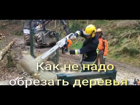 Непростительные ошибки при обрезке деревьев.