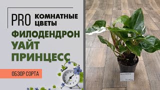 Филодендрон Уайт Принцесс - нарядная красавица | Пестролистное растение для комнатного озеленения