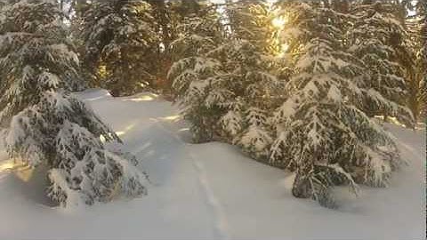 Forestitude