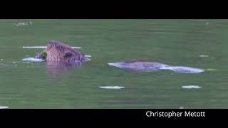 Loony for Moose Part 5 (Exploring Lake Umbagog National Wildlife Refuge) #newhampshire #wildlife
