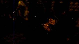 Arctic Flowers 2.AVI