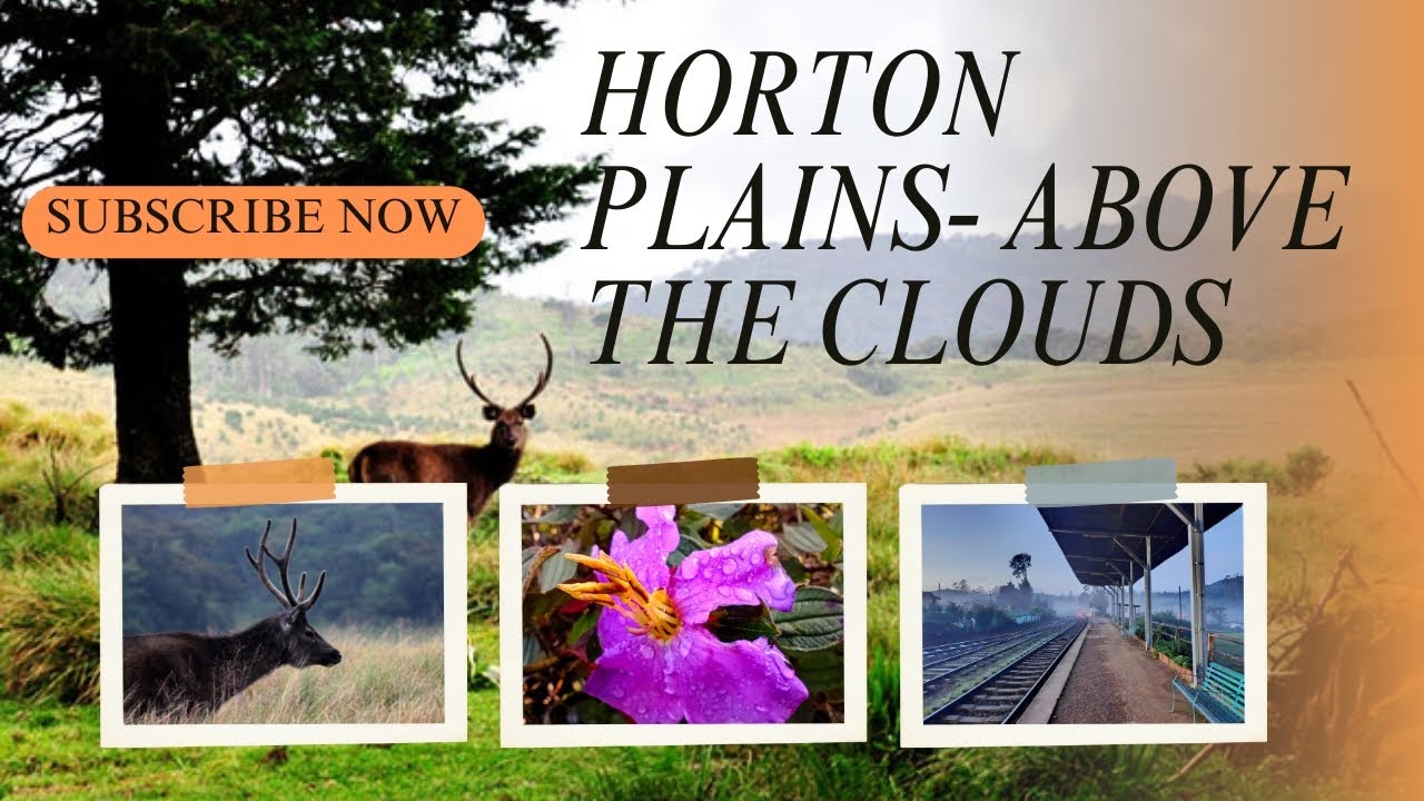  Hiking Horton Plains Sri Lanka | Pattipola to Ohiya Scenic Highlands Trek 