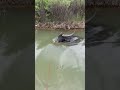 Este búfalo desparece bajo el agua #shorts