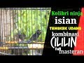 Konin Isian Tengkek Udang Kombinasi Cililin Full Roll Tembak Rapet Mp3 - Mp4 Download