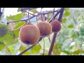 【Shyo video】在北川大山里，找到一棵长了几十年的猕猴桃树，摘一点回去泡酒