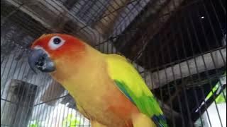 Sun Conure Pair Nathalie & Inoue moment together Year End