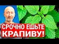 Лечебные свойства, Заготовка и Рецепты из Крапивы для крови, кожи, волос, суставов, нервов, ЖКТ и...