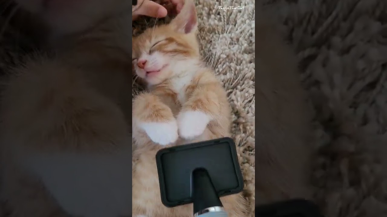 This belly is not a trap || Cutest moment