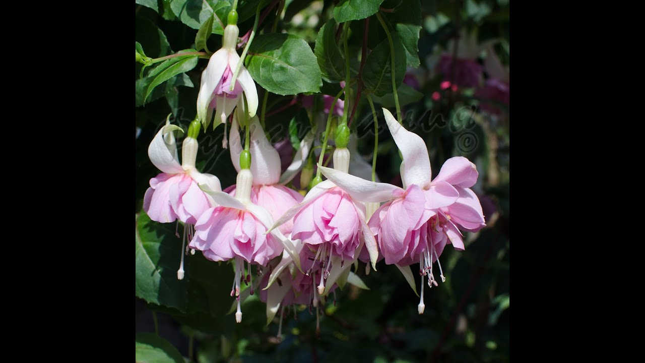 Выставка фуксий в Утрехте (Нидерланды), август 2015 г.