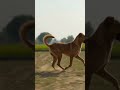 دادا جی کا وفادار کتا 🐕🐶