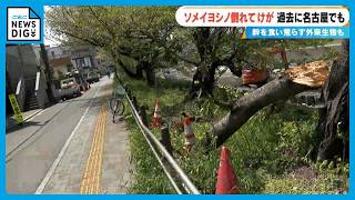 相次ぐ桜の“倒木” ソメイヨシノは老木化…幹を食い荒らす“外来生物”も 名古屋では“ジンダイアケボノ”への植え替え進む