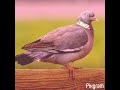 The Woodpigeon