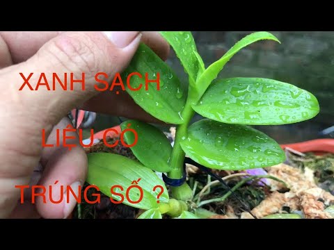 XỔ SỐ XANH SẠCH CÓ NÊN MUA HAY KO ?