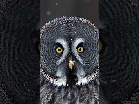 Видео: Beautiful owl 