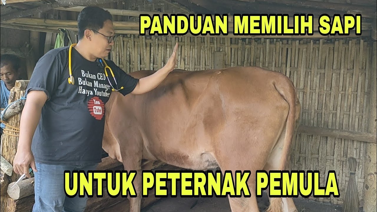 Panduan Dasar Memilih Sapi Bagi Pemula