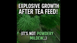 Explosive Growth After Tea Feed! 🌱 (It’s NOT Powdery Mildew…)