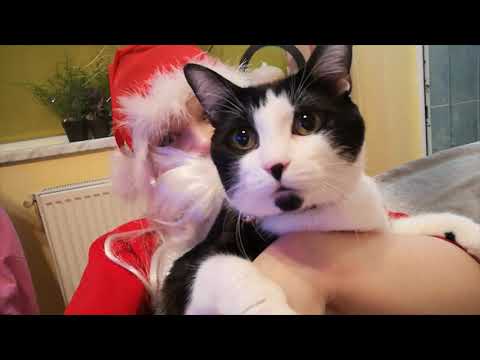 #tupi #funny #cat visited by #grinch cindylouwho thegrinch christmas #holidays #funnyvideo #catvideo