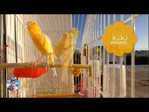 تغريد كناري لتعليم الفراخ تغريد طبيعي بدون تركيب Chant De Canari Pour L Apprentissage ZiouZiou