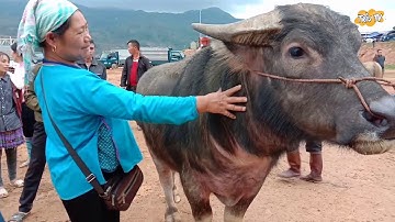 chợ trâu bò lớn nhất khu vực tây bắc tại chợ phiên cốc ly bắc hà lào cai | Phàn Trìu