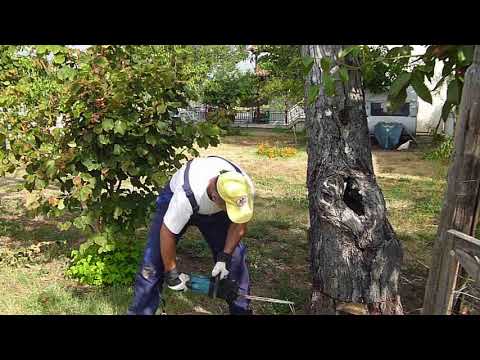 Βίντεο: Σωστή κοπή δέντρων