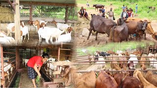 व्यवसायीक पशुपालन मा भेरीगंगानगरपालिका वृत्तचित्र