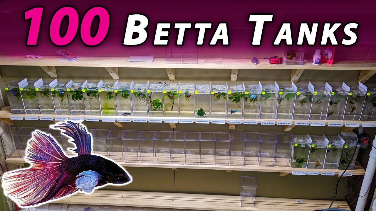 We BUILT a custom rack for 100 BETTA Tanks 