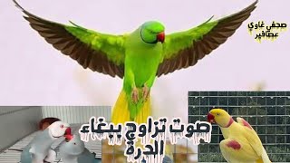 صوت قوي جدا لتحفيز وتهييج ببغاء الدرة علي التزاوج.. عملي.. 100%