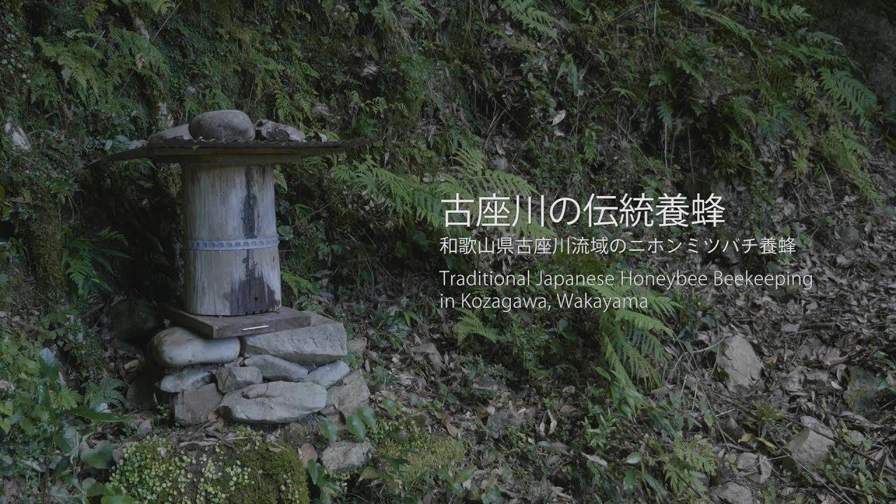 丸太をくり抜いた、丸洞式巣箱はおすすめですか？