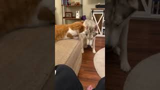 KITTEN BEATS UP SIBERIAN HUSKIES! #shorts