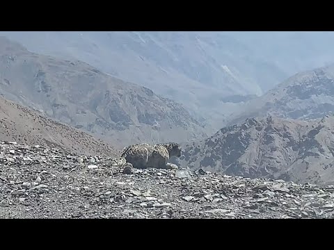 Rare encounter as elusive snow leopard runs across motorist's path in china