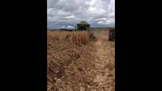 Colhendo milho caído
