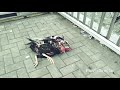 astaga !!! ayam bangkok m4t1 terkena pux0laπ ayam mangon !!! | my hint horozu or shamo aseel