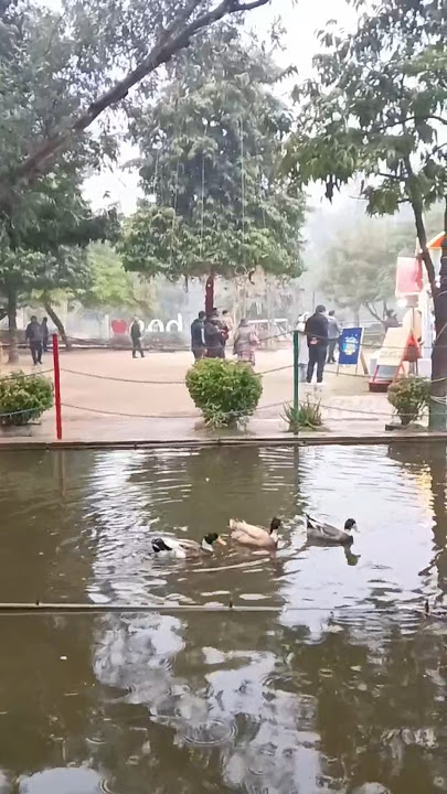 eod adventure park mayur vihaar#duck#batakh#swimmimg##song#viralvideo