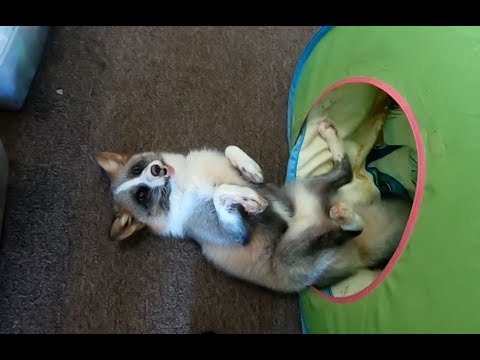 Long Video Sunday - 03/03/19 cute fox wallpaper