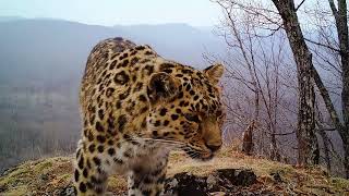 Дальневосточный леопард - дикая кошка из Приморья