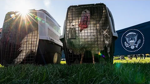 Watch live: 2022 pardoning of the turkeys