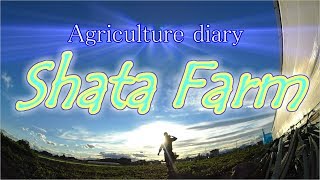 20190617,19 農業日誌 収穫量上昇中!!にがうり一段落!!お疲れ様でした!!／きゅうり農家／きゅうり栽培／愉快なshata農園