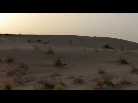 Arabian Sand Gazelle at Dubai Desert Conservation Reserve 27.09.2022