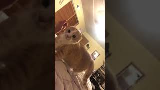 My Cat Gets Scared of my Facemask (Original Video)