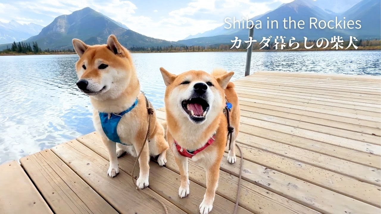 苦手な桟橋を渡りきり満足げな笑顔を見せる柴犬ナラ [4K]