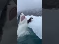 Shark Hunts Otters on Iceberg