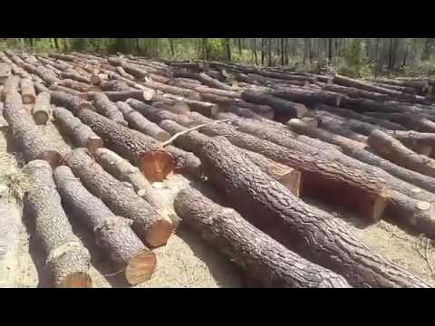 გაჩეხილი ხეები