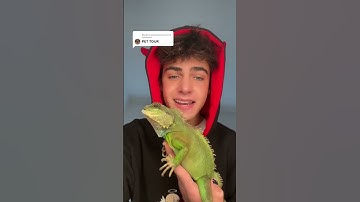 Reply to @animalloveeerrrr MONKIES, MEERKATS & MORE… my pet tour!! 🦨 #kylethomas #shorts