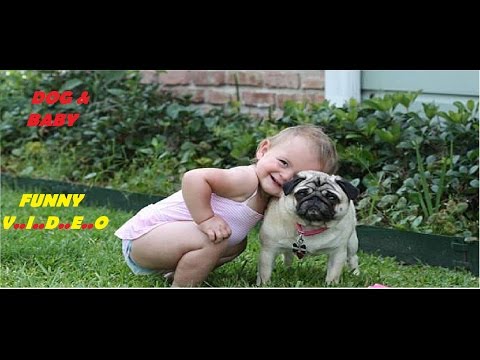 dog-and-baby-funny-video