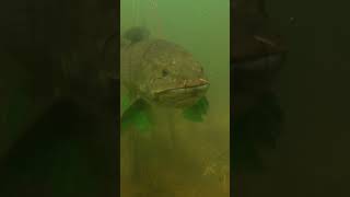 Can You Guess The Name Of This Mysterious Fish?