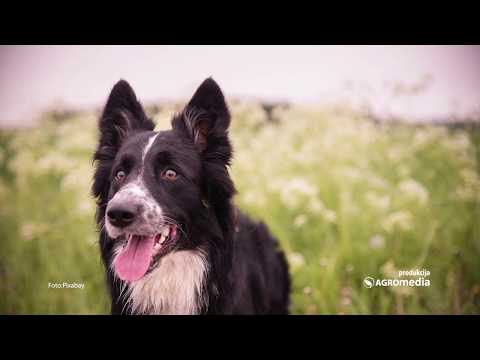 Video: Kako Odabrati Psa čuvara